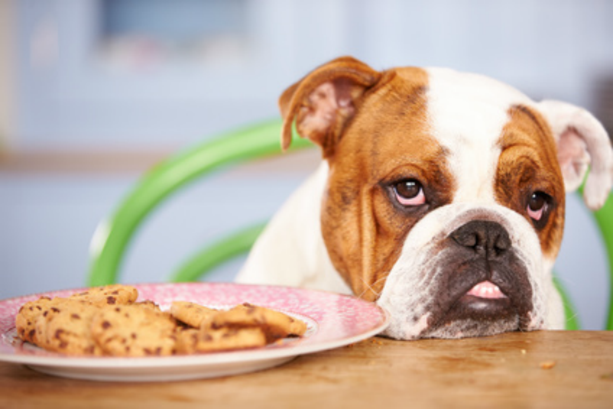 5-ways-dogs-help-you-lose-weight-eat-lose-gain